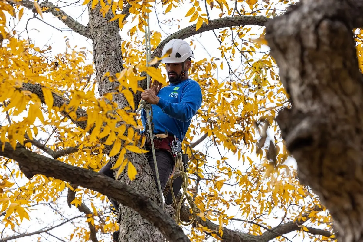 Skilled Tree Planing crew working in New Richmond